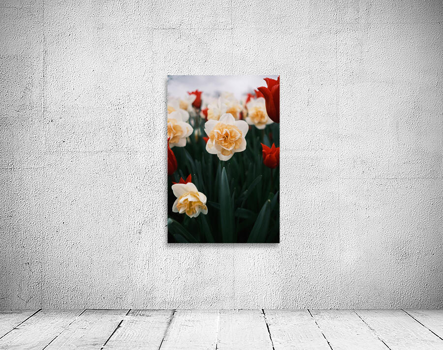 Daffodil Wall Preview