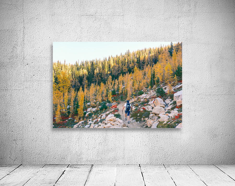 Larch Adventure Wall Preview