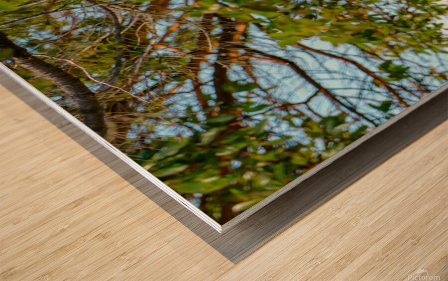 Bald Eagle in the Madrone Tree Wood print