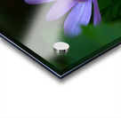 Violet Gem Acrylic print