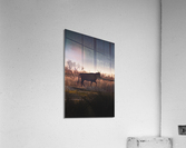 Black bull Acrylic Print