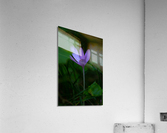 Violet Gem Acrylic Print