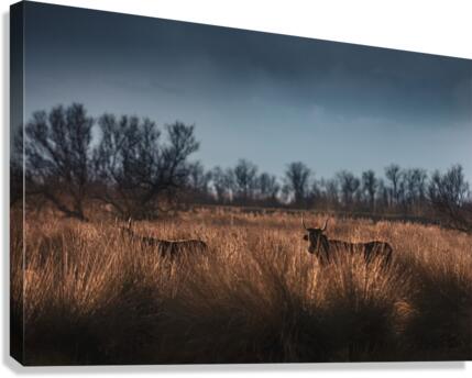 Black bulls Canvas Print