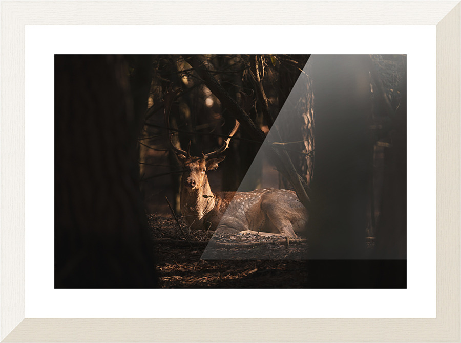  Fine Art print
