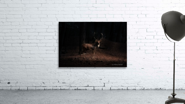 Dear deer Wall Preview