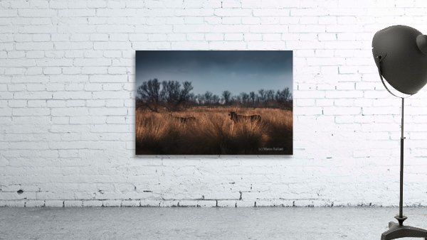 Black bulls Wall Preview