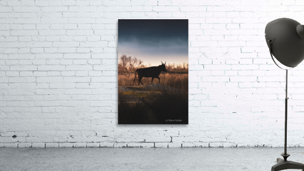 Black bull Wall Preview