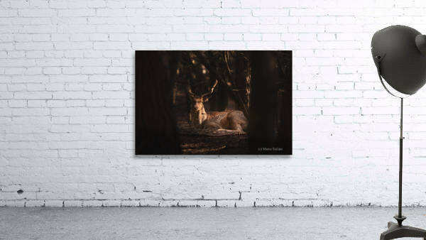 Rest Wall Preview