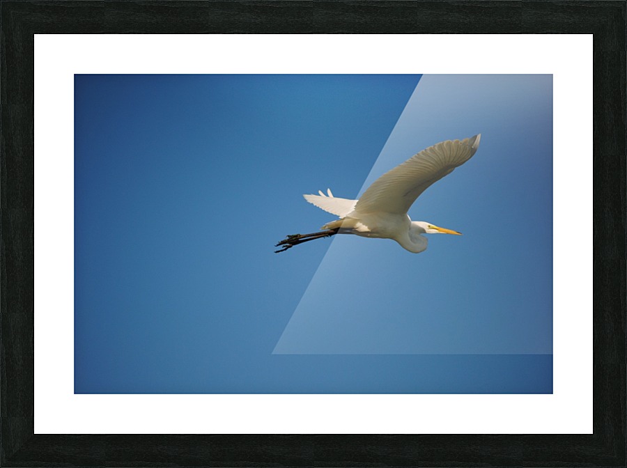 Egret Flying Picture Frame print