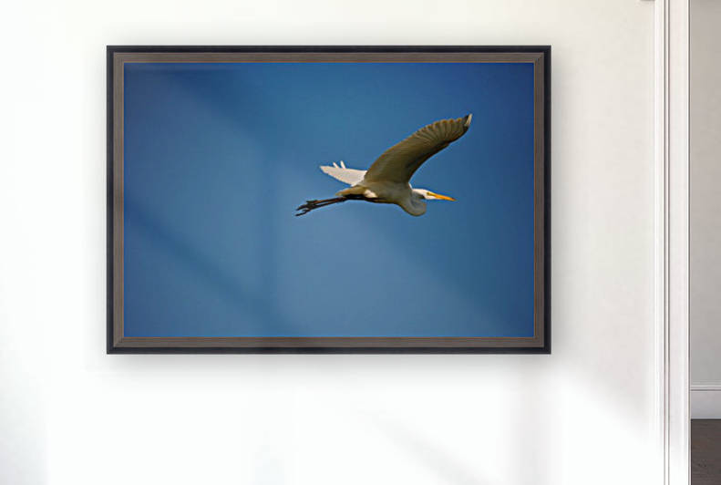 Egret Flying Reproduction