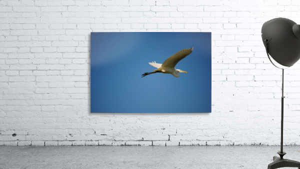 Egret Flying Wall Preview