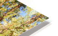 IMG 8965 HD Metal print