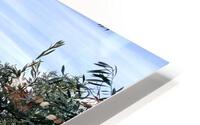 Olive Grove HD Metal print