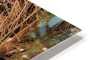 Fountain HD Metal print
