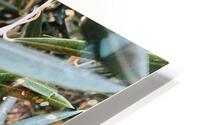 Olive Branch HD Metal print