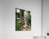 Eau Acrylic Print