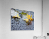 Fleur Acrylic Print