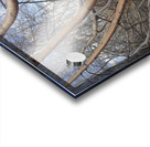 Silver Birch Tree Acrylic print