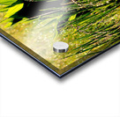 Dew Drop n Acrylic print