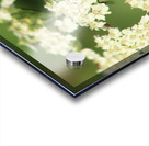 BeeWhiteFlower Acrylic print