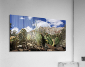 Cactus Laurel Mtn. Acrylic Print