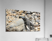 bug3 Acrylic Print