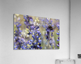 Bee Lupin Acrylic Print