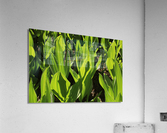 cornlillyalien Acrylic Print