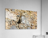 bug2 Acrylic Print