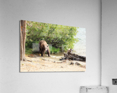 bear Acrylic Print
