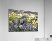 Lupin Flowers  Acrylic Print