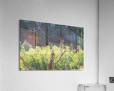 Golden Eagle Acrylic Print