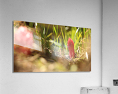 snowplant1 Acrylic Print