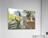 Deer  Bucks Acrylic Print