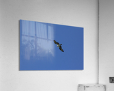 Osprey Acrylic Print