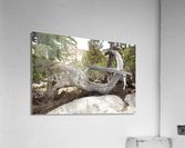 Tree Root Acrylic Print
