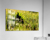 Dew Drop n Acrylic Print