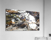 Bee Glitter Acrylic Print
