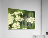 BeeWhiteFlower Acrylic Print