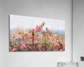 DesertPeachMedCU2 Acrylic Print
