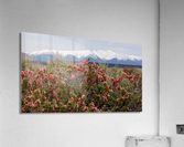 DesertPeachWhitesSnow Acrylic Print