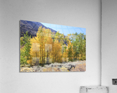 Fall Color Acrylic Print
