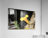 Monkey Flower Yellow Acrylic Print