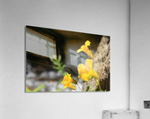 Monkey Flower Acrylic Print