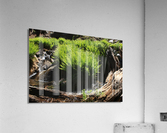 Ferns Log Creek Acrylic Print