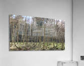 Aspen Grove  Acrylic Print