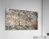 Aspen Trees Glowing Acrylic Print