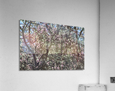 Aspen Trees Glowing Acrylic Print
