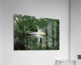 IMG 8074 Acrylic Print