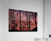 Tree Silhouette Sunset Acrylic Print